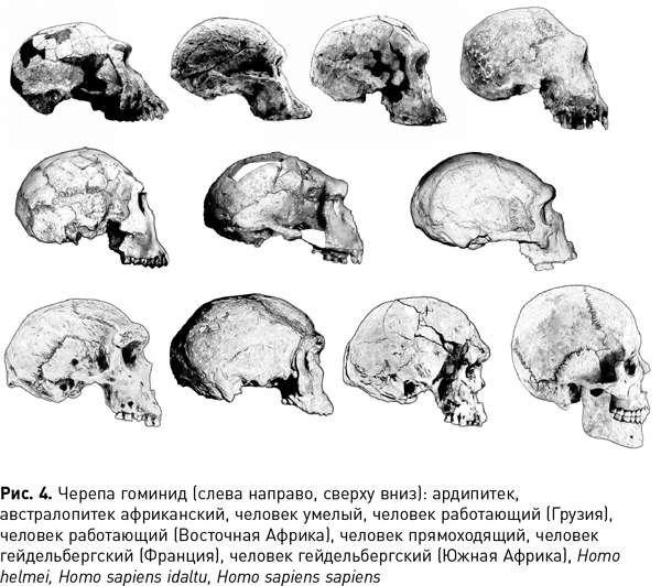 Мифы об эволюции человека - i_008.png