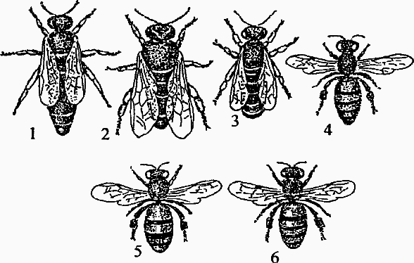 Основы пчеловодства. Самые необходимые советы тому, кто хочет завести собственную пасеку - _013_1.png
