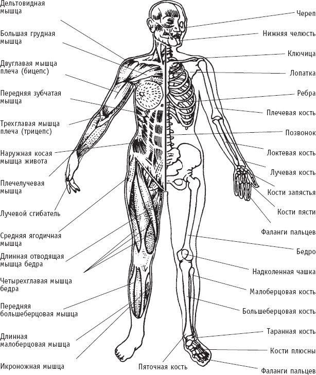 Домашняя медицинская энциклопедия. Симптомы и лечение самых распространенных заболеваний - _11.png