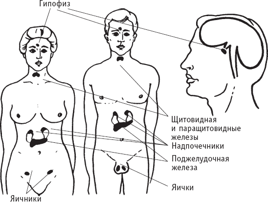 Домашняя медицинская энциклопедия. Симптомы и лечение самых распространенных заболеваний - _13.png