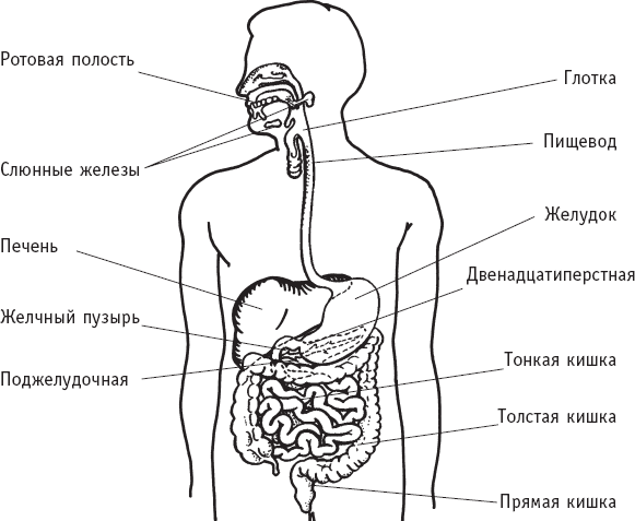 Домашняя медицинская энциклопедия. Симптомы и лечение самых распространенных заболеваний - _4.png