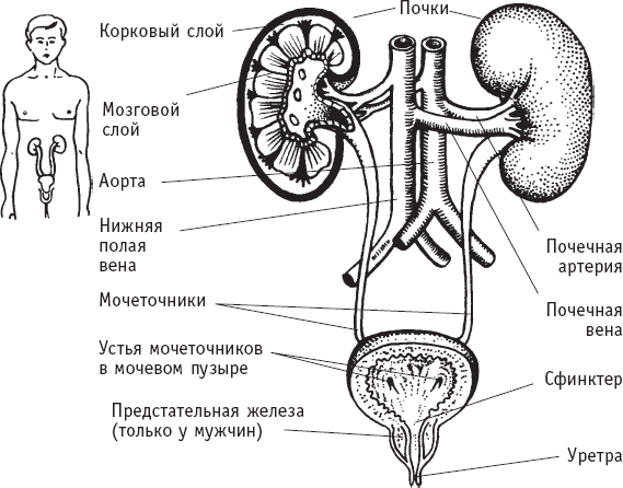 Домашняя медицинская энциклопедия. Симптомы и лечение самых распространенных заболеваний - _5.png