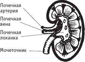 Домашняя медицинская энциклопедия. Симптомы и лечение самых распространенных заболеваний - _6.png