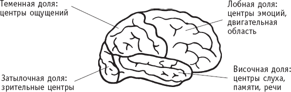 Домашняя медицинская энциклопедия. Симптомы и лечение самых распространенных заболеваний - _9.png