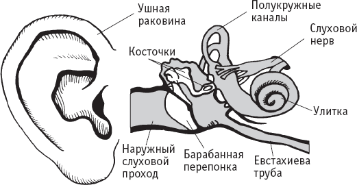 Домашняя медицинская энциклопедия. Симптомы и лечение самых распространенных заболеваний - _16.png