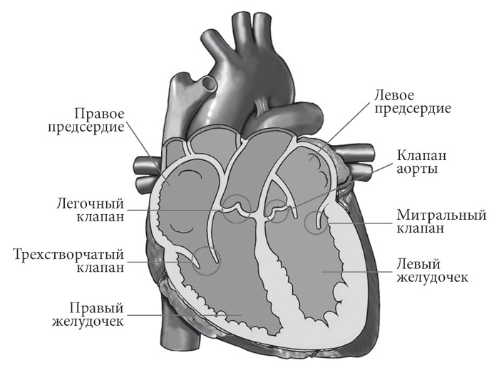 Лучшие методы лечения и профилактики инфаркта миокарда - i_001.jpg