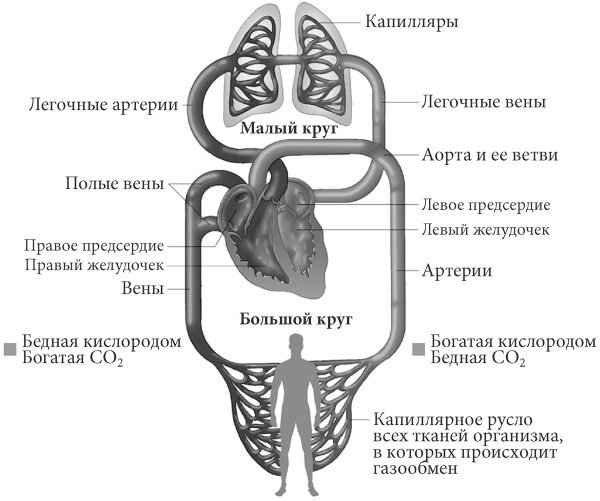 Лучшие методы лечения и профилактики инфаркта миокарда - i_005.jpg