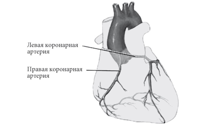 Лучшие методы лечения и профилактики инфаркта миокарда - i_006.jpg