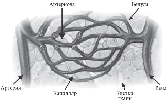 Лучшие методы лечения и профилактики инфаркта миокарда - i_007.jpg