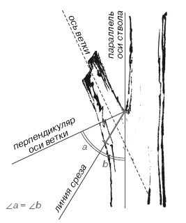 Золотые правила садовой обрезки. Руководство по увеличению урожая плодовых деревьев и кустарников - i_020.jpg