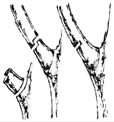 Золотые правила садовой обрезки. Руководство по увеличению урожая плодовых деревьев и кустарников - i_021.jpg