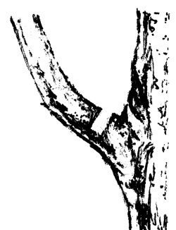 Золотые правила садовой обрезки. Руководство по увеличению урожая плодовых деревьев и кустарников - i_022.jpg