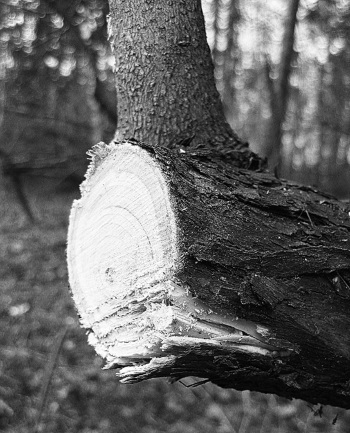 Золотые правила садовой обрезки. Руководство по увеличению урожая плодовых деревьев и кустарников - i_023.jpg