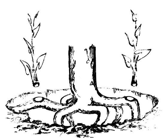 Золотые правила садовой обрезки. Руководство по увеличению урожая плодовых деревьев и кустарников - i_024.jpg