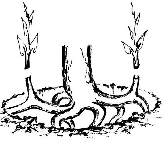 Золотые правила садовой обрезки. Руководство по увеличению урожая плодовых деревьев и кустарников - i_025.jpg