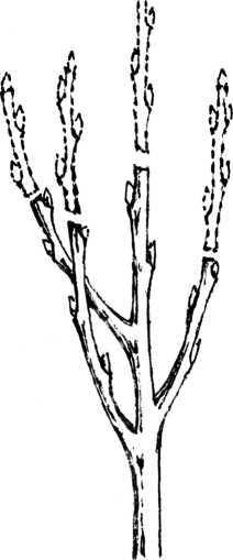 Золотые правила садовой обрезки. Руководство по увеличению урожая плодовых деревьев и кустарников - i_027.jpg