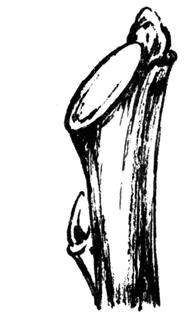 Золотые правила садовой обрезки. Руководство по увеличению урожая плодовых деревьев и кустарников - i_029.jpg