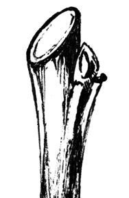 Золотые правила садовой обрезки. Руководство по увеличению урожая плодовых деревьев и кустарников - i_030.jpg