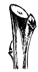 Золотые правила садовой обрезки. Руководство по увеличению урожая плодовых деревьев и кустарников - i_031.jpg