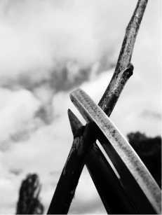 Золотые правила садовой обрезки. Руководство по увеличению урожая плодовых деревьев и кустарников - i_032.jpg