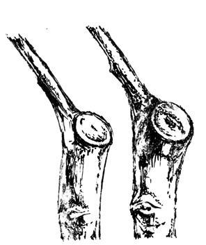 Золотые правила садовой обрезки. Руководство по увеличению урожая плодовых деревьев и кустарников - i_033.jpg