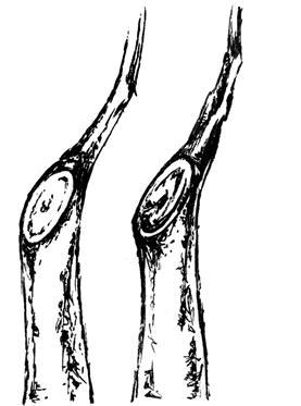 Золотые правила садовой обрезки. Руководство по увеличению урожая плодовых деревьев и кустарников - i_034.jpg