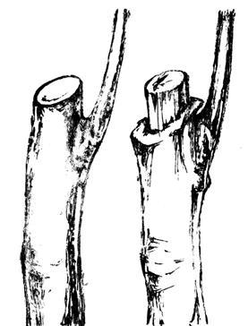 Золотые правила садовой обрезки. Руководство по увеличению урожая плодовых деревьев и кустарников - i_035.jpg