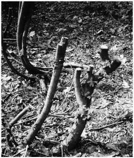 Золотые правила садовой обрезки. Руководство по увеличению урожая плодовых деревьев и кустарников - i_036.jpg