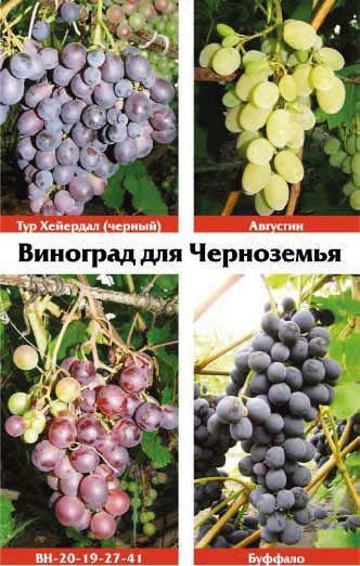 Виноградная лоза. Опыт выращивания - _1.jpg