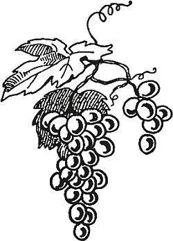 Виноградная лоза. Опыт выращивания - _2.jpg