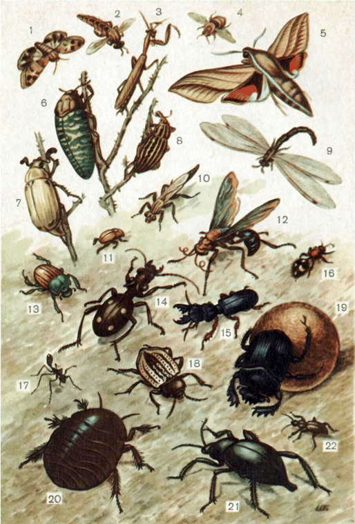 В мире насекомых - i_044.jpg