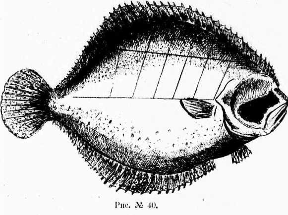Поварское искусство - _42.jpg