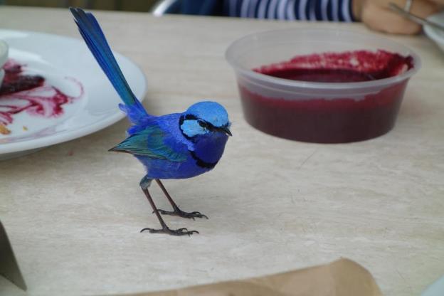 Как поймать синюю птицу (СИ) - _5.jpg