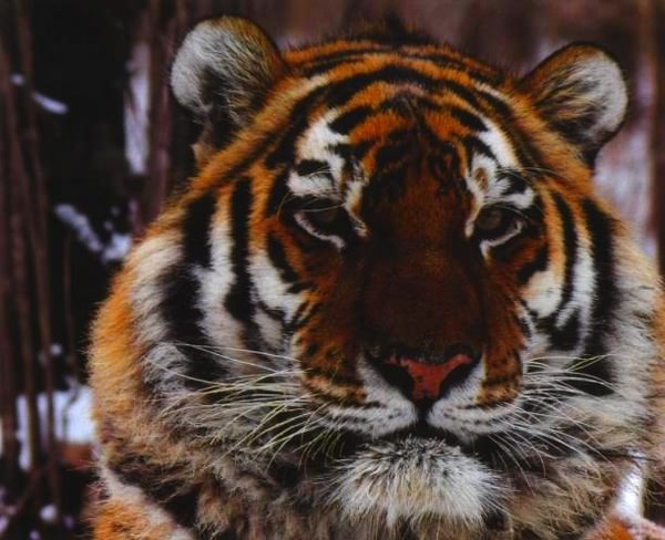 Тигр. История мести и спасения - i_004.jpg