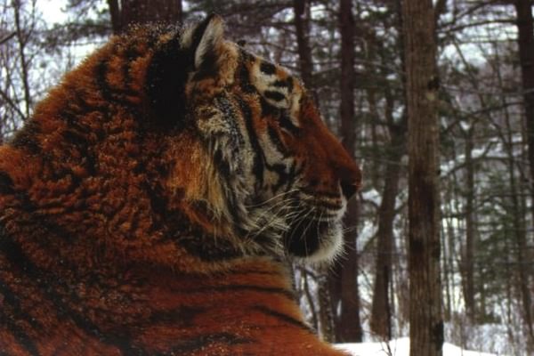 Тигр. История мести и спасения - i_005.jpg
