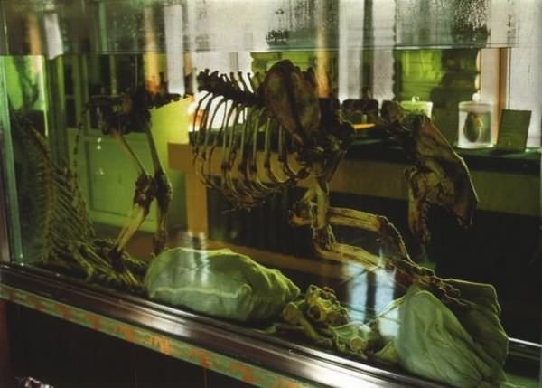 Тигр. История мести и спасения - i_011.jpg