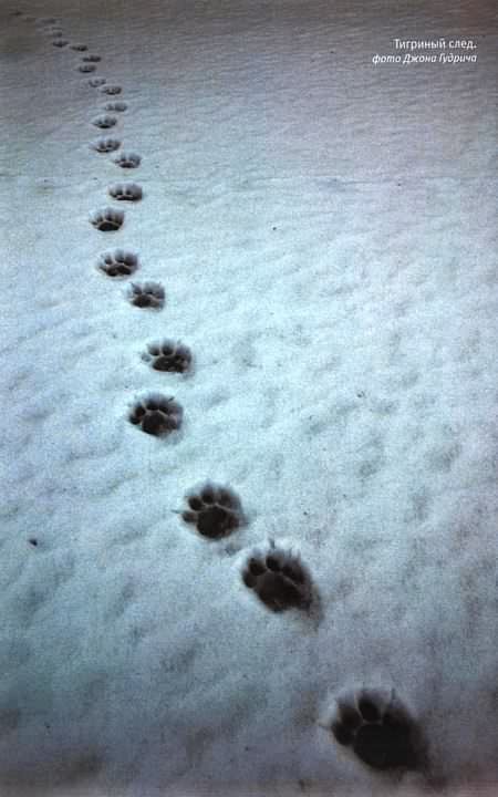 Тигр. История мести и спасения - i_030.jpg