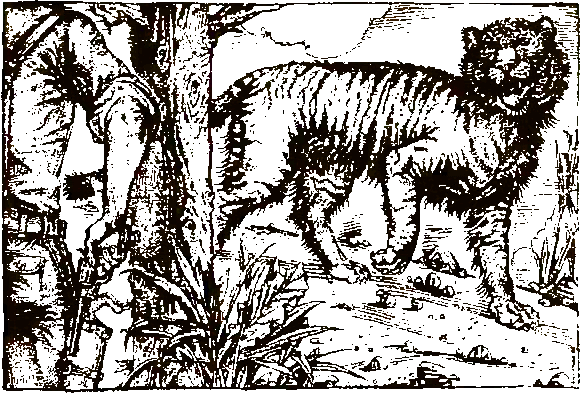 Хозяева джунглей. Рассказы о тиграх и слонах - i_002.png