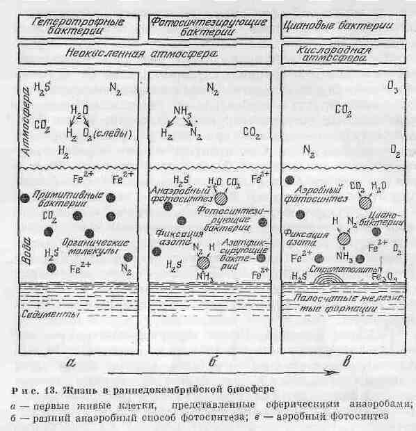 Возникновение и развитие жизни на Земле - i_026.jpg