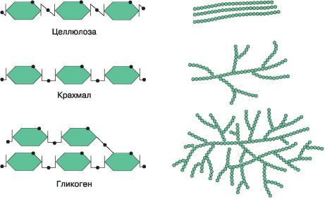 Биология. Общая биология. Базовый уровень. 10 класс - i_021.jpg