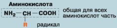 Биология. Общая биология. Базовый уровень. 10 класс - i_022.jpg