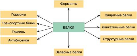 Биология. Общая биология. Базовый уровень. 10 класс - i_025.jpg