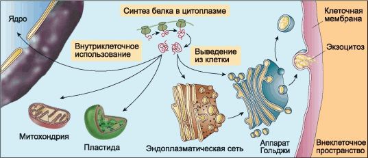 Биология. Общая биология. Базовый уровень. 10 класс - i_026.jpg