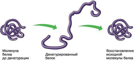 Биология. Общая биология. Базовый уровень. 10 класс - i_027.jpg