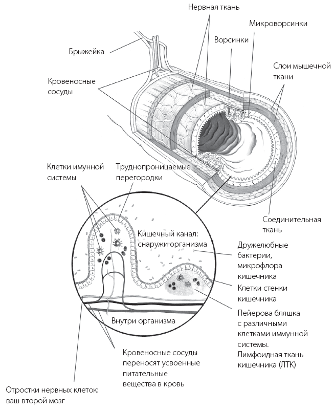 Программа «Здоровый кишечник». Как здоровье организма зависит от пищеварения - i_002.png