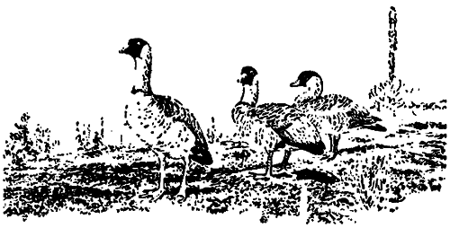 Исчезающие животные Америки - _52.png