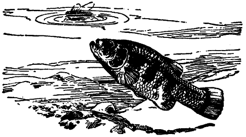 Исчезающие животные Америки - _72.png