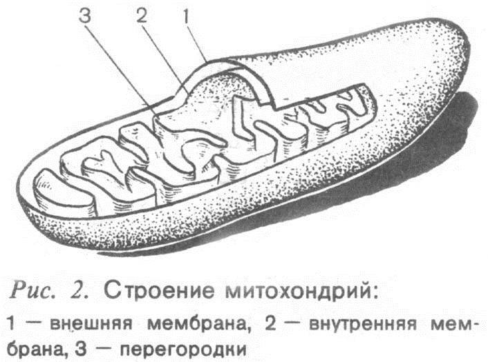 Человек и бег - _1.jpg