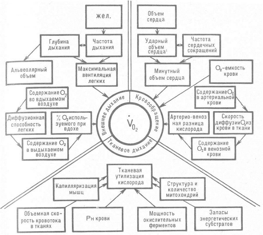 Человек и бег - _3.jpg