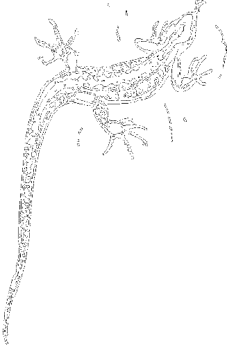 Гребень буйвола - i_021.png